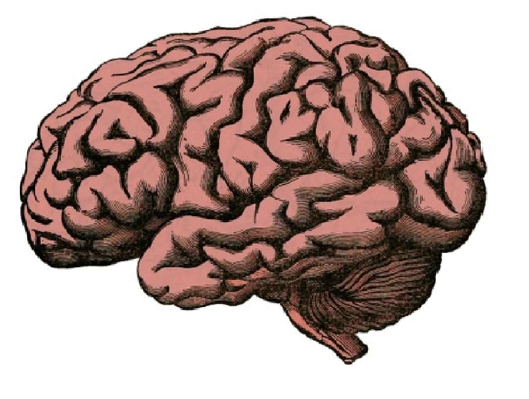 Mózg człowieka puzzle online