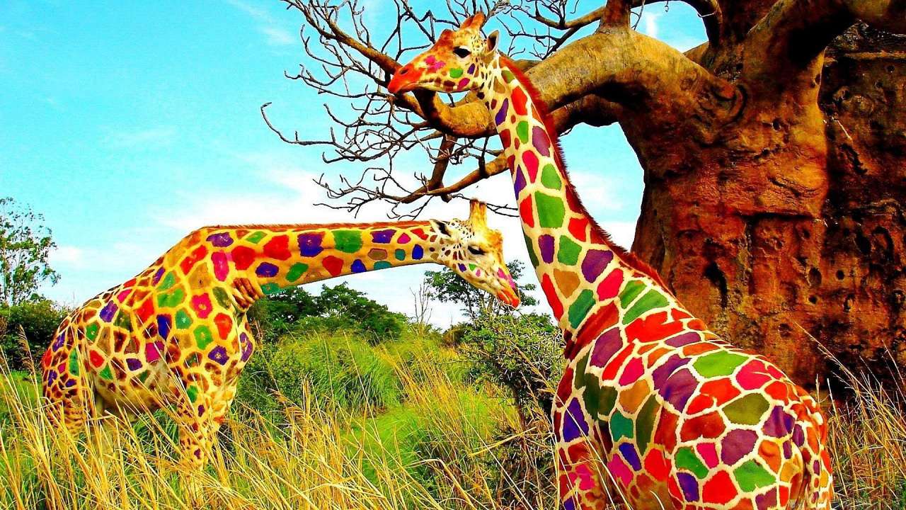 Kolorowe żyrafy. puzzle online