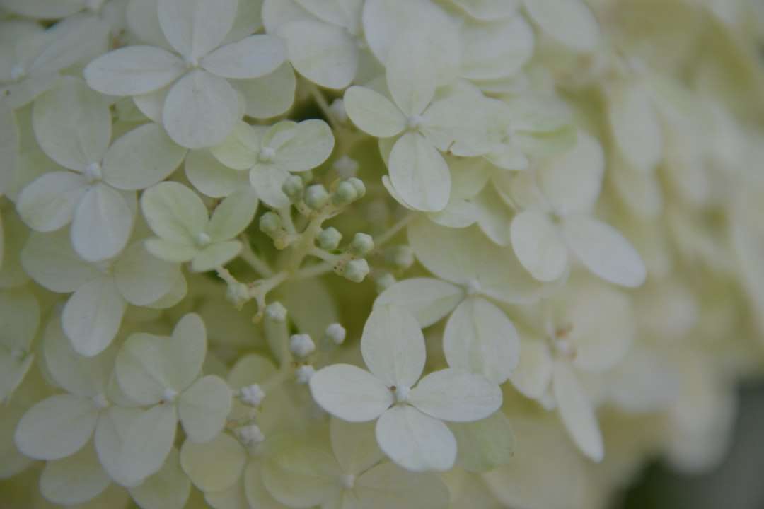 Białe i zielone płatki kwiatów puzzle online