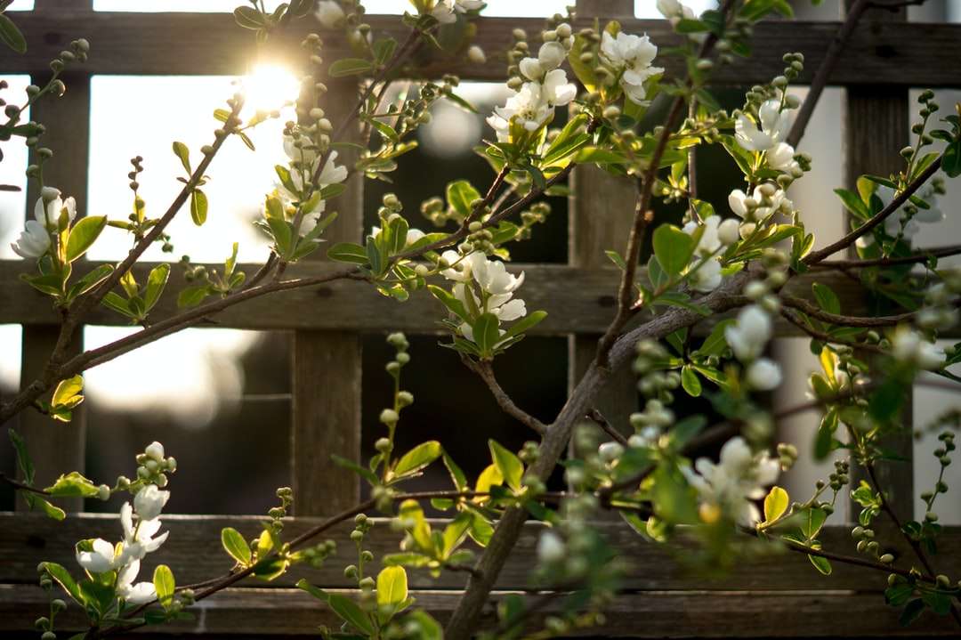 Białe kwiaty na brązowym drewnianym ogrodzeniu w ciągu dnia puzzle online