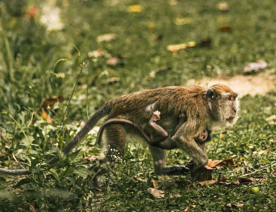 Brown małpa siedzi na ziemi puzzle online