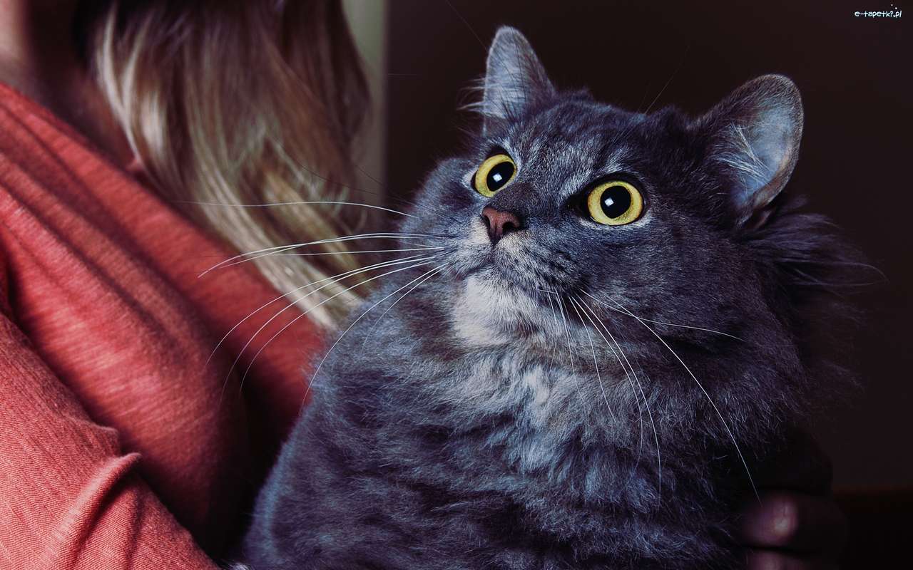 Czarne oczy kota puzzle online
