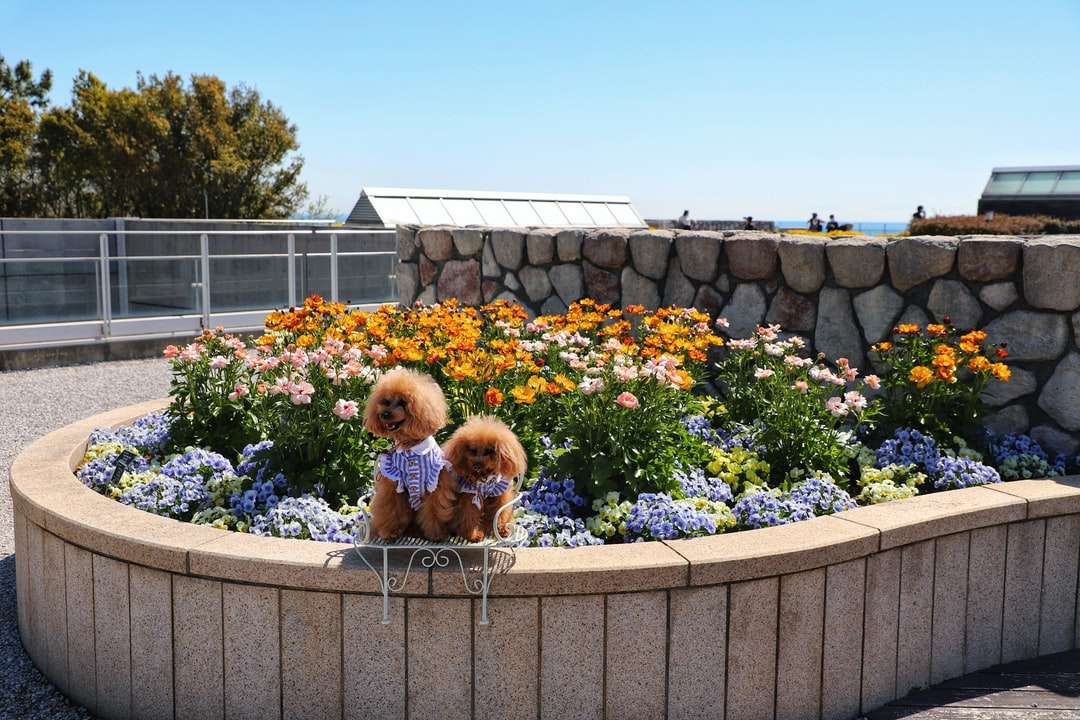 Brązowy długi powlekany mały pies na szarym betonowym ogrodzeniu puzzle online