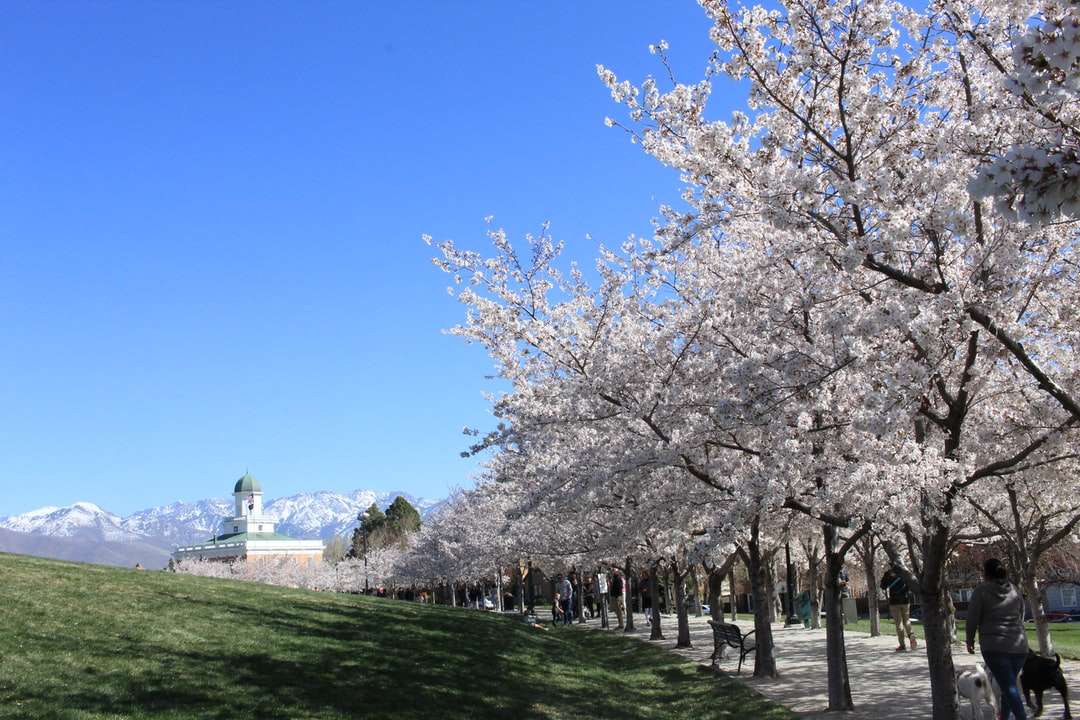 Białe wiśniowe kwiaty drzewa na zielonej trawie polu puzzle online