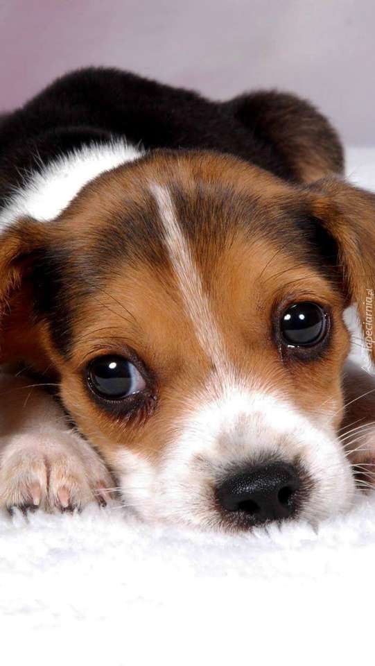 słodki Beagle puzzle online