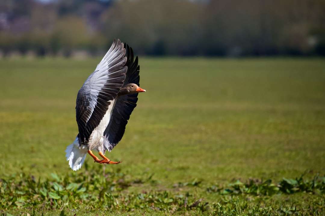 Czarno-biały ptak latający nad zielonym polem trawy puzzle online