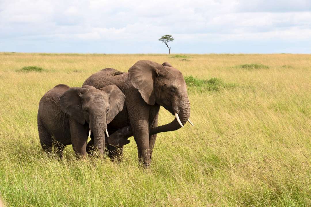 Brązowy słonia na zielonej trawie polu w ciągu dnia puzzle online