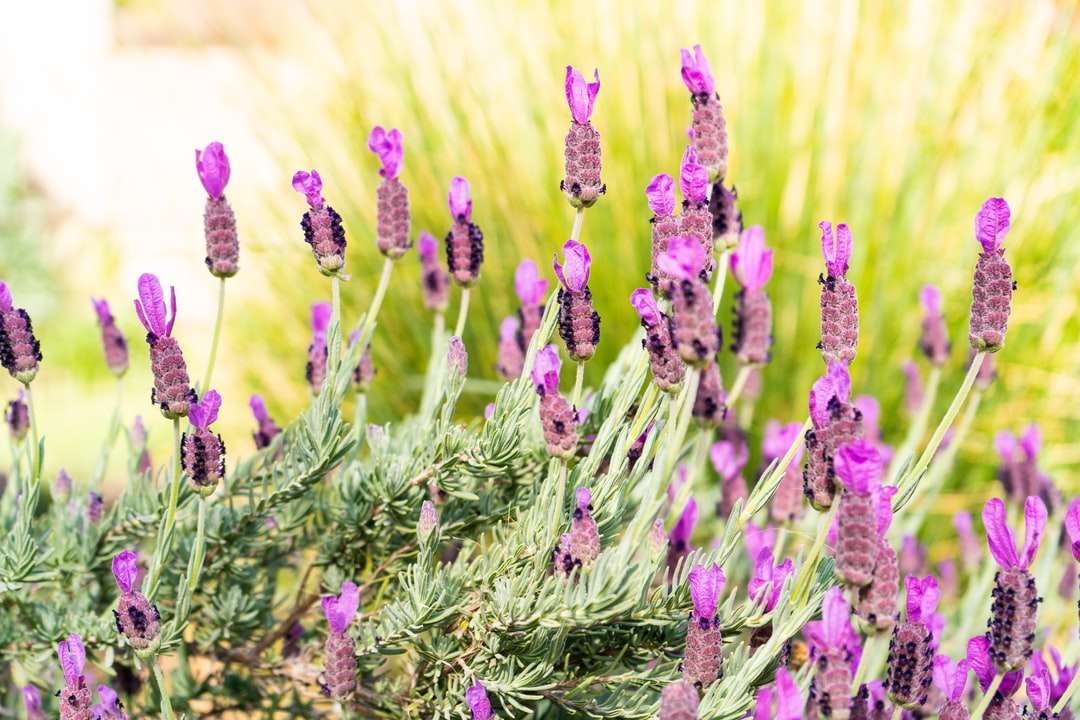 Purpurowe pąki kwiatowe w obiektywach przesunięcia tilt puzzle online