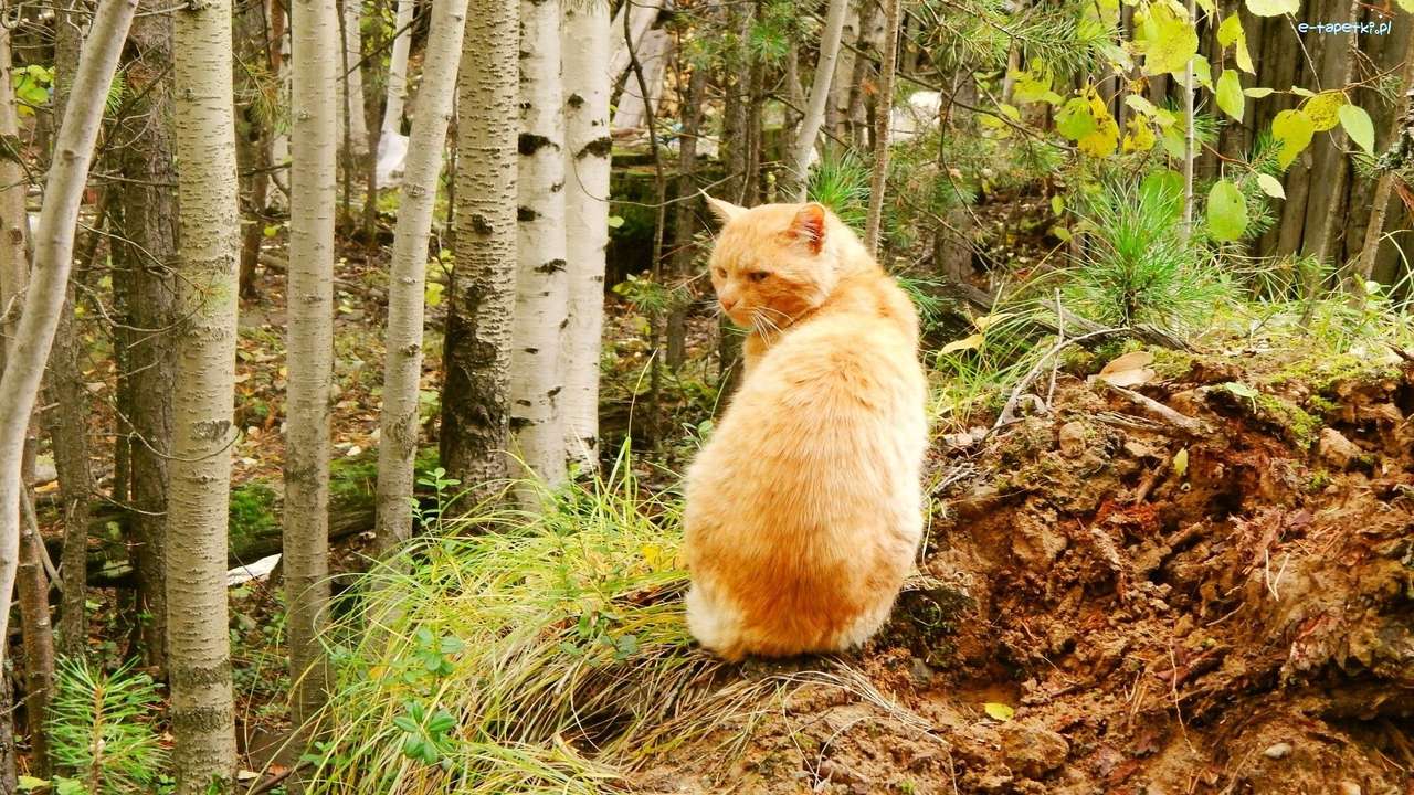 Kot leśny norweski puzzle online