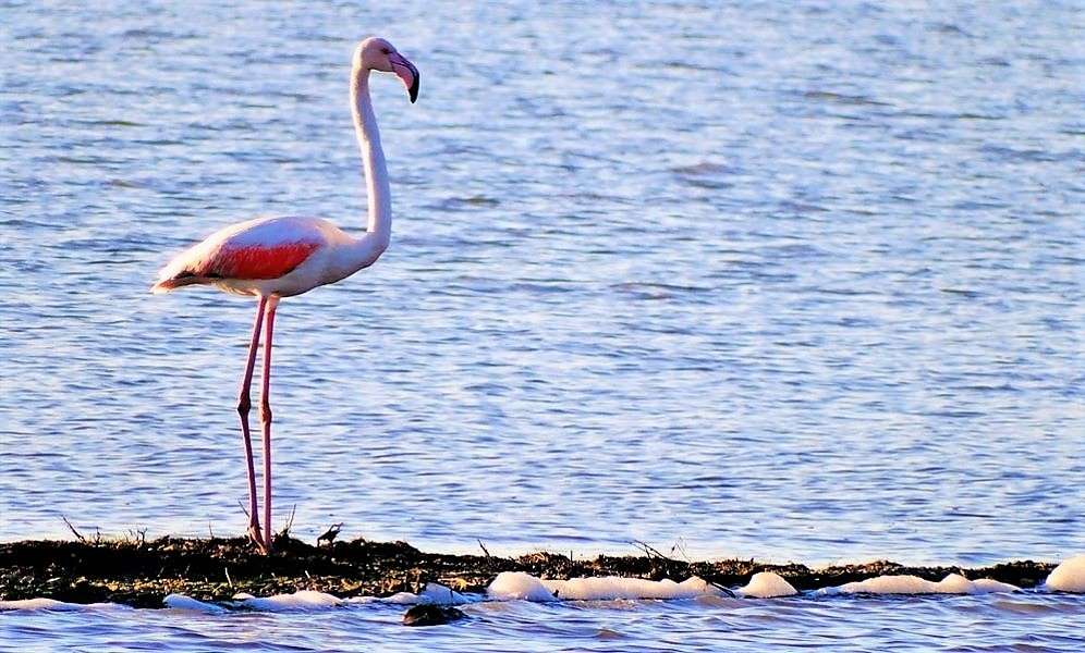 Flamingos em Ulcinj em Montenegro quebra-cabeça