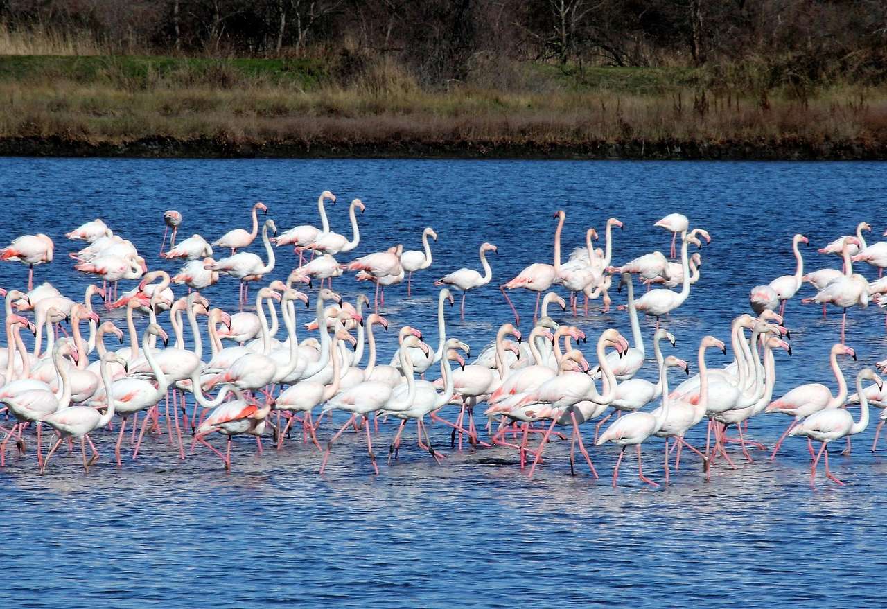 Flamingi w Ulcinj w Czarnogórze puzzle online