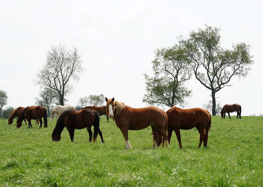 Brązowe konie na zielonej trawie polu w ciągu dnia puzzle online