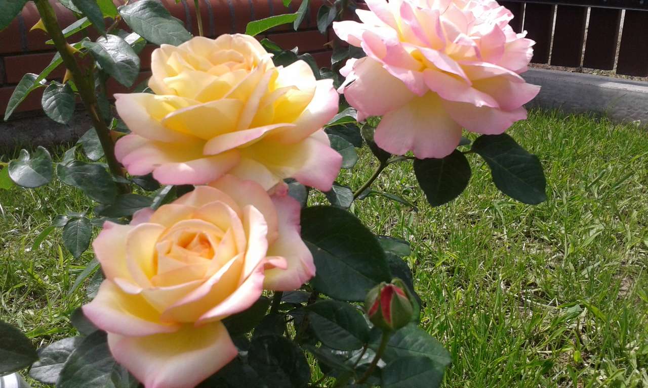 róże ogrodowe puzzle online