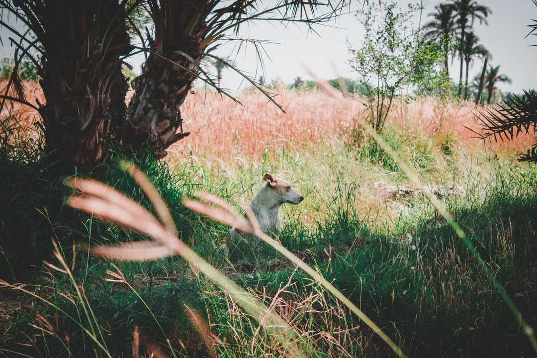 écureuil blanc et brun sur l'herbe verte pendant la journée puzzle