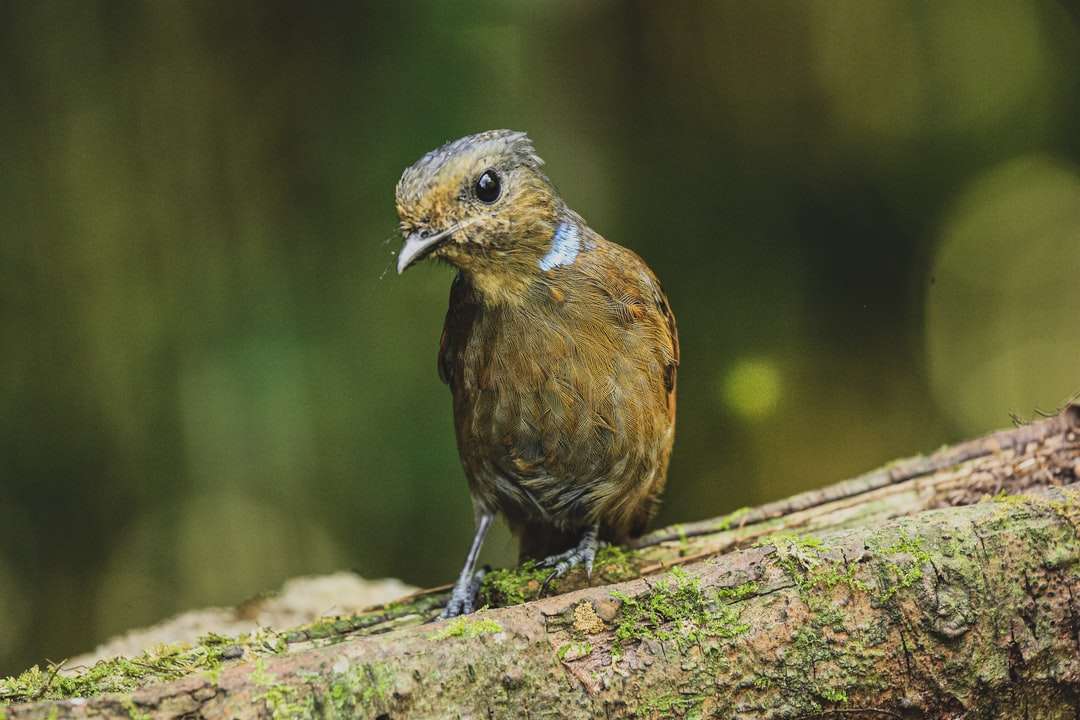 Brązowy i niebieski ptak na gałęzi brown drzewa puzzle online