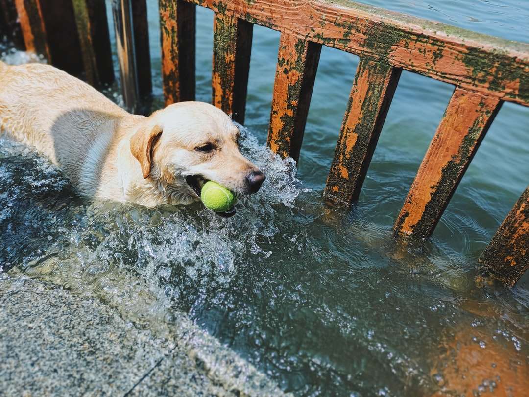 Żółty Labrador Retriever gryzący zieloną piłkę tenisową na wodzie puzzle online