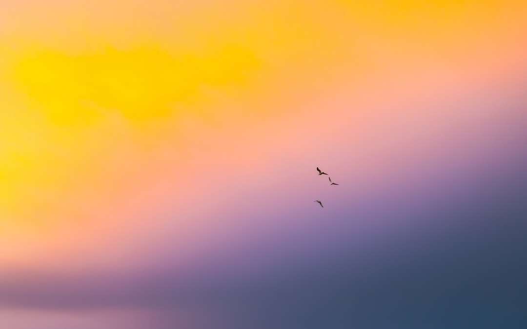 Ptaki latające na niebie puzzle online