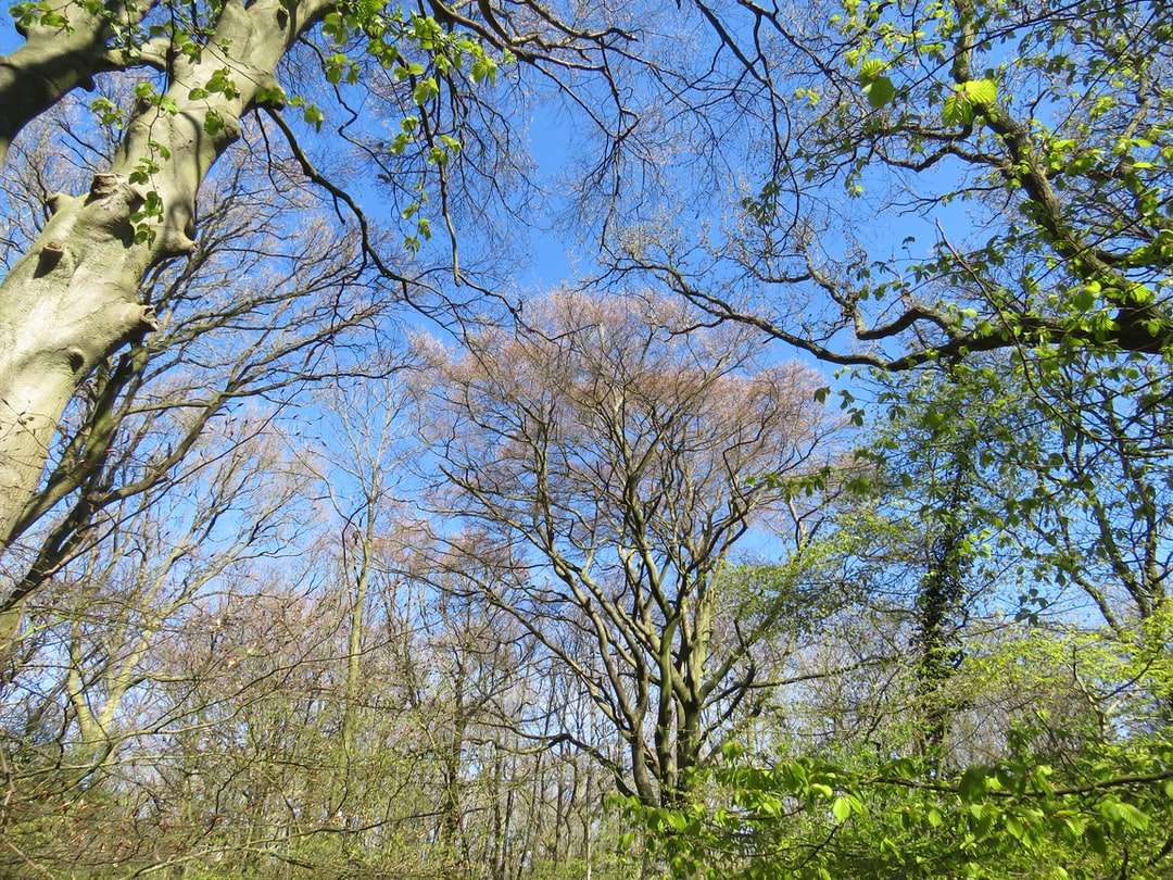 Zielone drzewa pod błękitnym niebem w ciągu dnia puzzle online