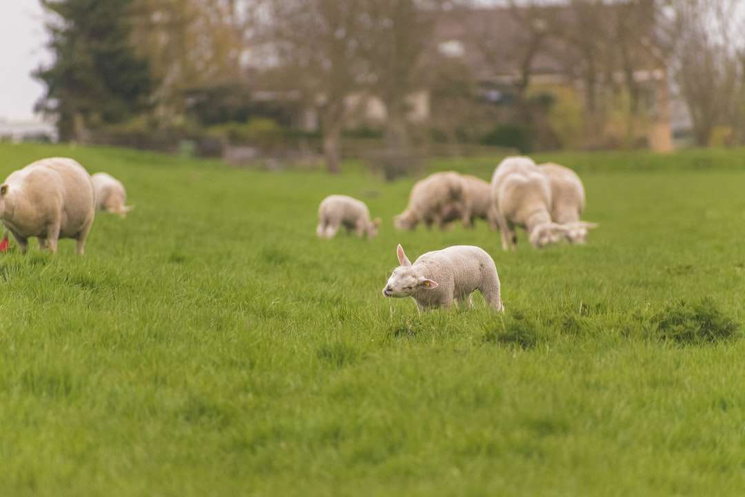 stado owiec na polu zielonej trawy w ciągu dnia puzzle online