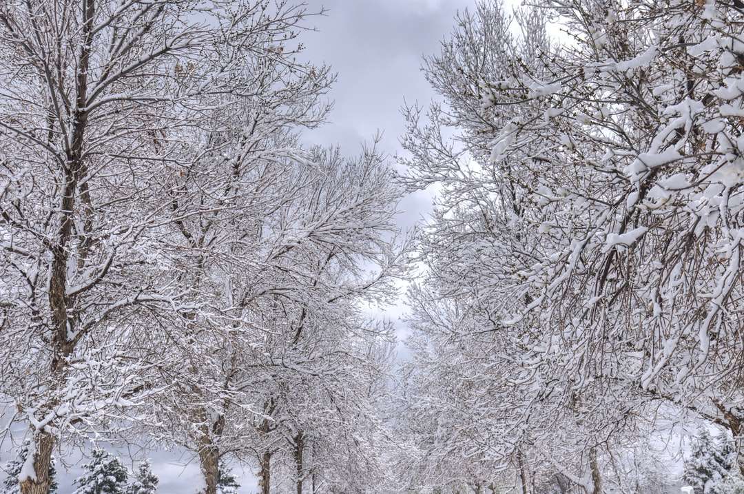 Śnieg pokryte drzewami pod błękitnym niebem w ciągu dnia puzzle online
