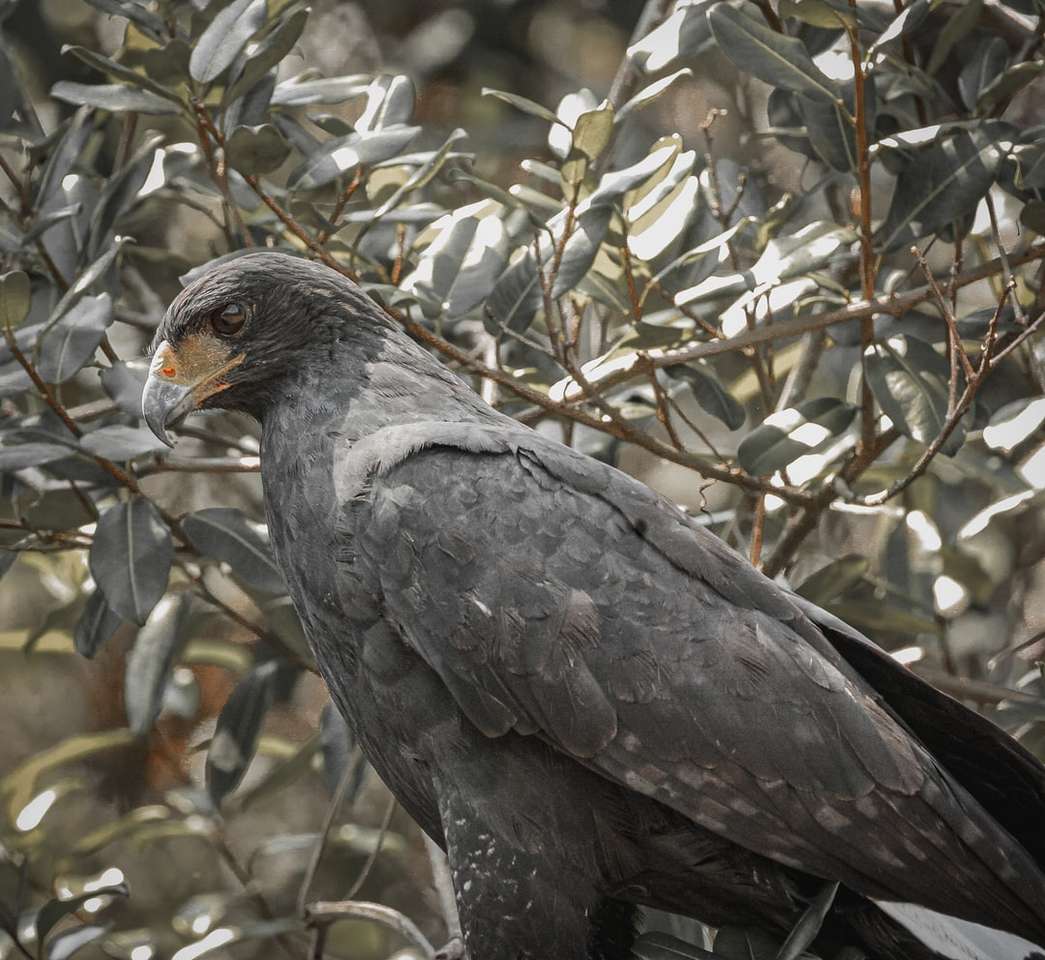 Czarny ptak na gałęzi drzewa w ciągu dnia puzzle online