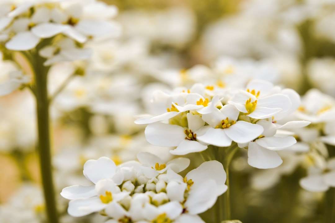 Białe i żółte kwiaty w obiektywach przechylnych puzzle online