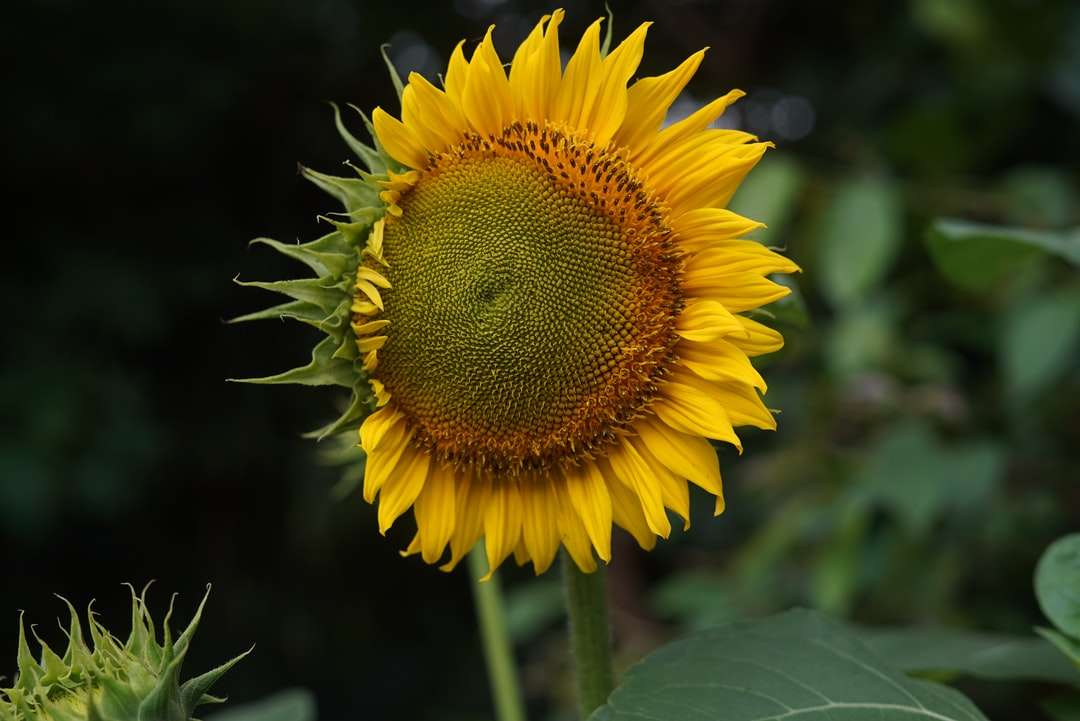 Żółty słonecznik w bliska fotografii puzzle online