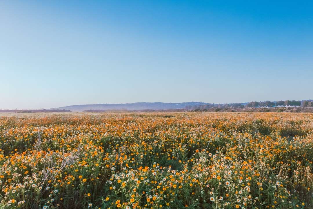 Żółty kwiat pola pod błękitnym niebem w ciągu dnia puzzle online