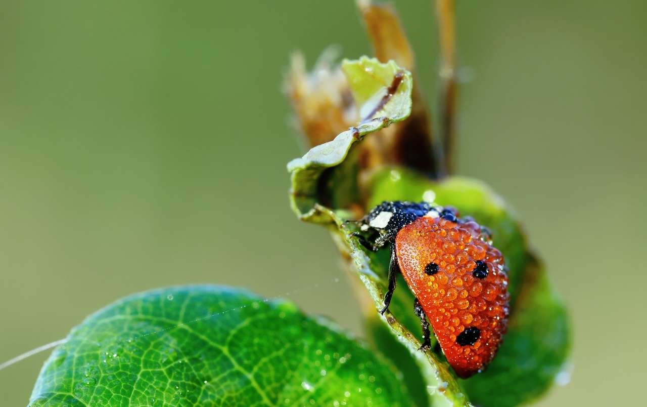 Przyroda: owady puzzle online