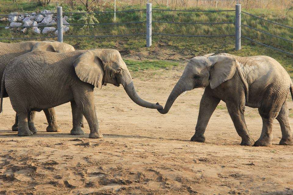Dwa słonie puzzle online