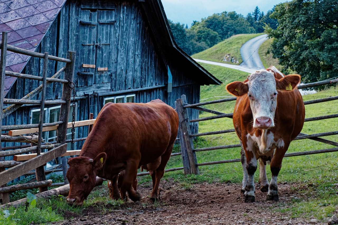 Krowy przy stodole puzzle online