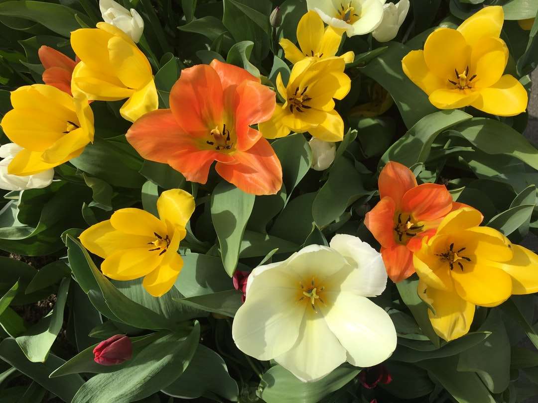 Żółte i czerwone kwiaty w ciągu dnia puzzle online