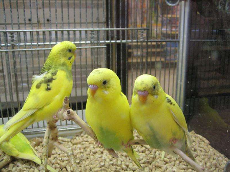 Żółte ptaszki w klatce puzzle online