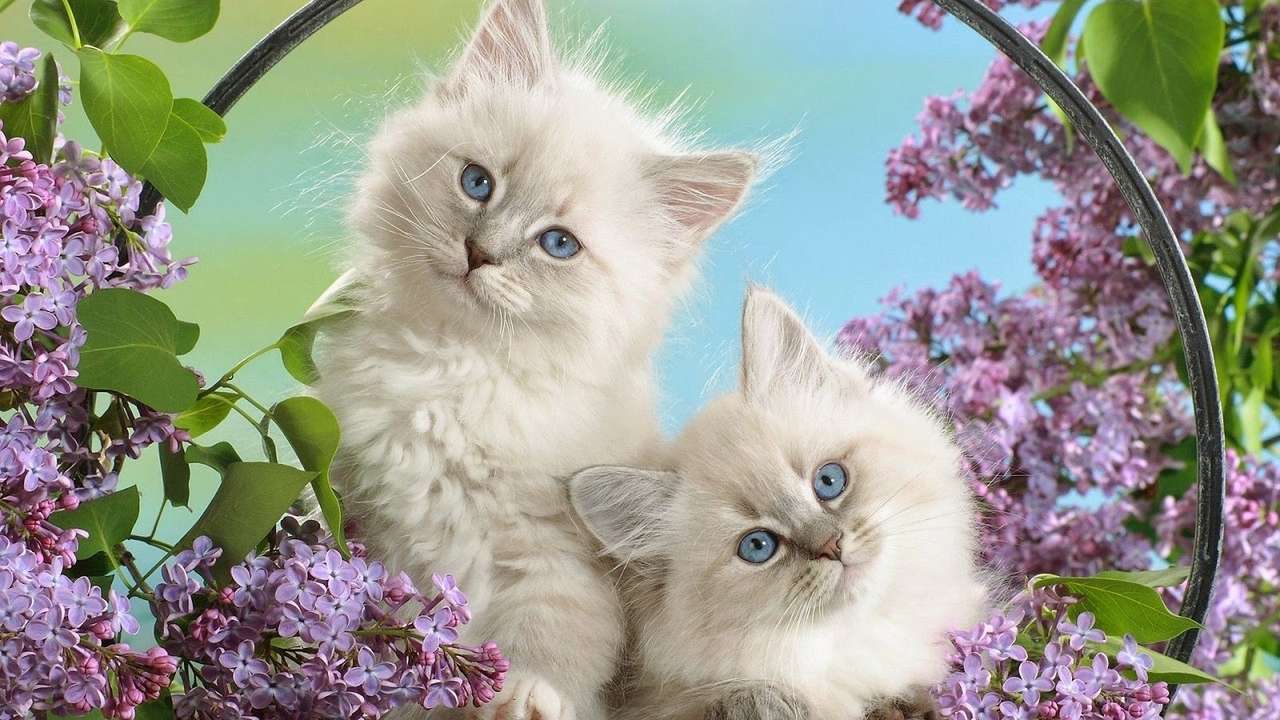 słodkie koty w kwiatach puzzle online