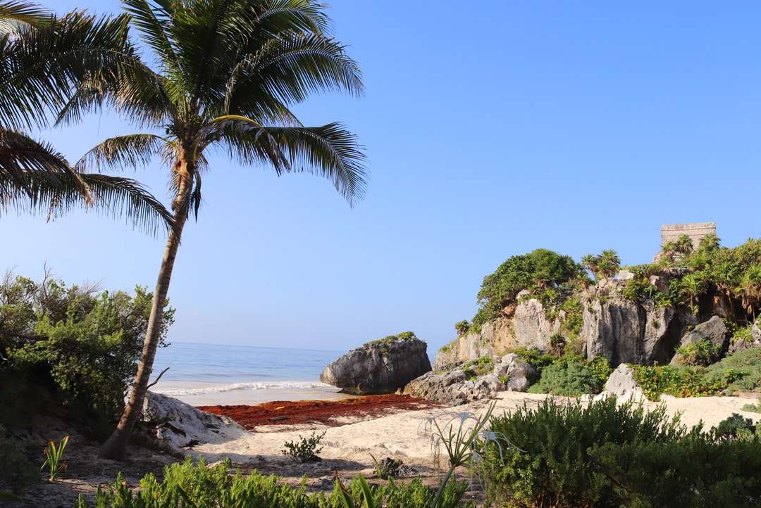 Zielone drzewo palmy na brązowym piasku w pobliżu ciała wody puzzle online