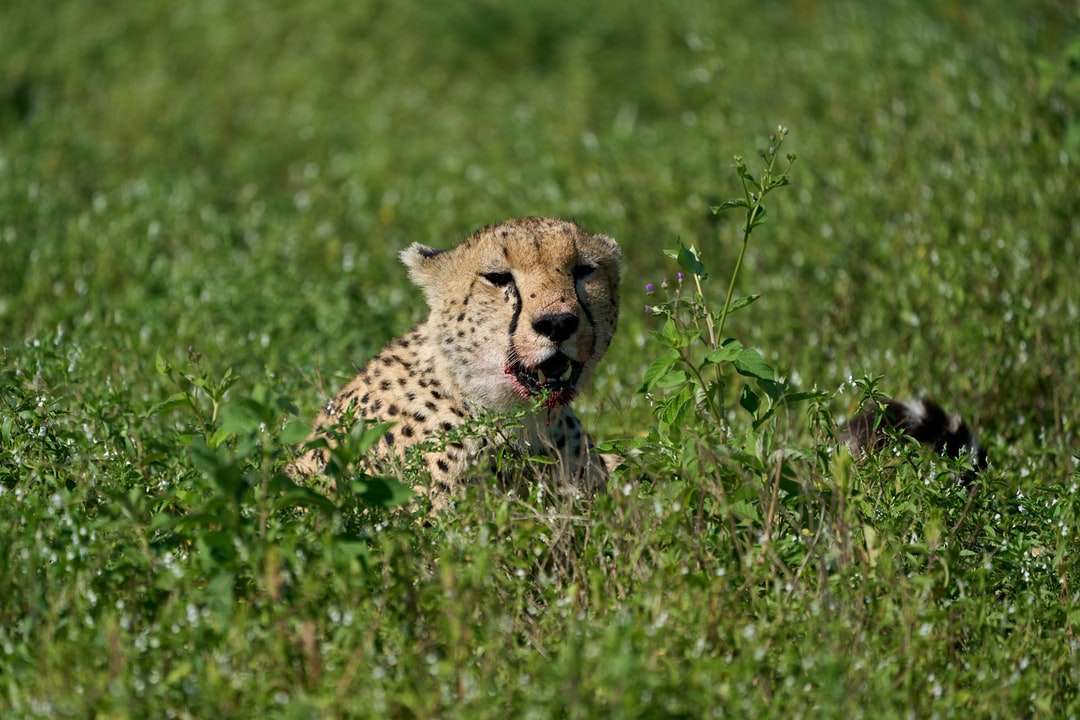 Gepard na zielonym polu trawy w ciągu dnia puzzle online