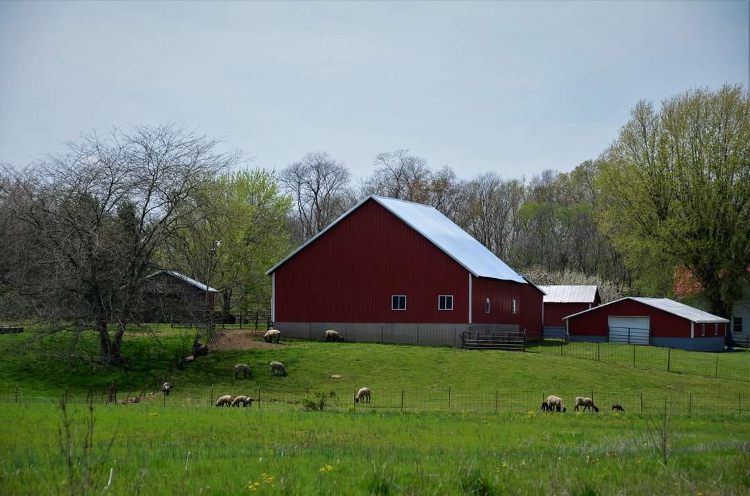 Czerwony dom Barn na polu zielonej trawy pod białymi chmurami puzzle online