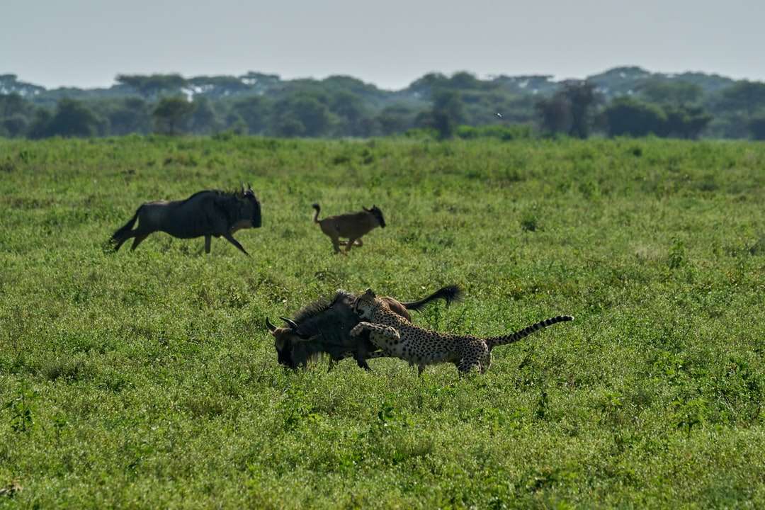 Brązowy i czarny gepard na zielonym polu trawy w ciągu dnia puzzle online