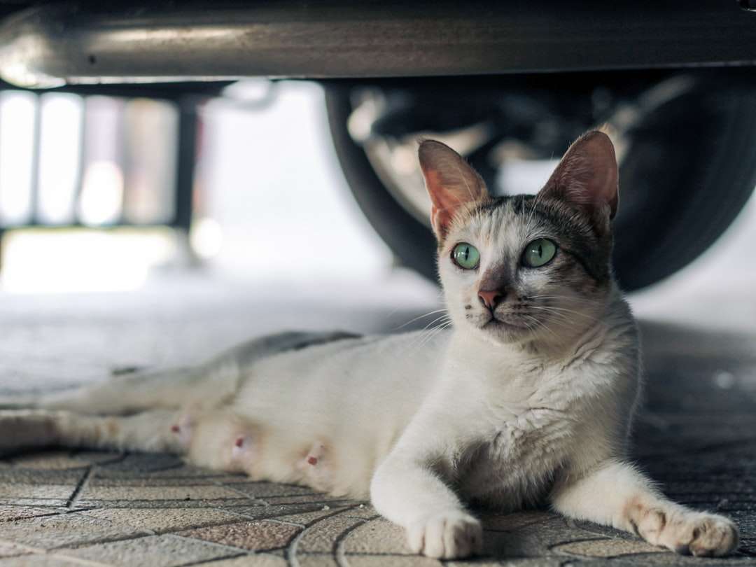 Biały i brązowy kot leżący na brązowej tkaninie puzzle online
