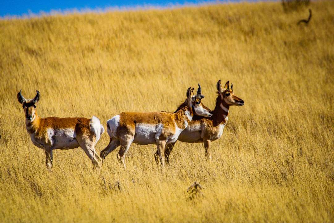 Brązowy i biały jeleń na brązowym polu trawy w ciągu dnia puzzle online