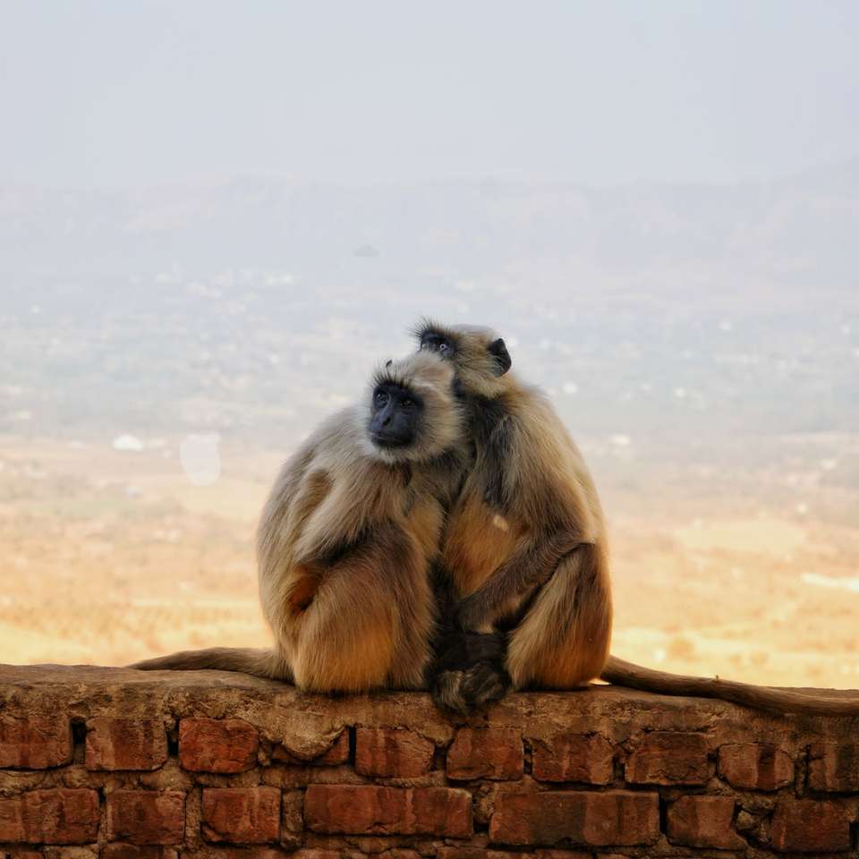Brązowa małpa siedzi na brązowym dzienniku w ciągu dnia puzzle online