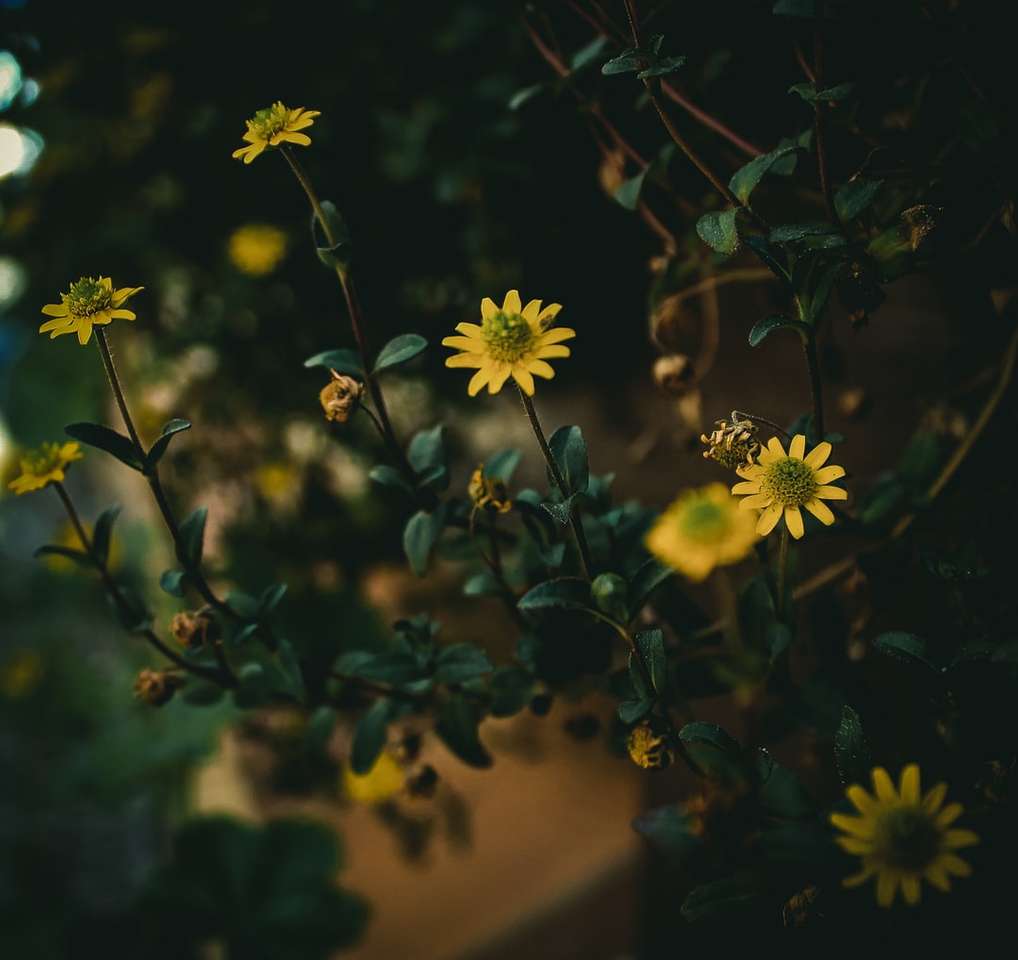 Żółte kwiaty z zielonymi liśćmi puzzle online