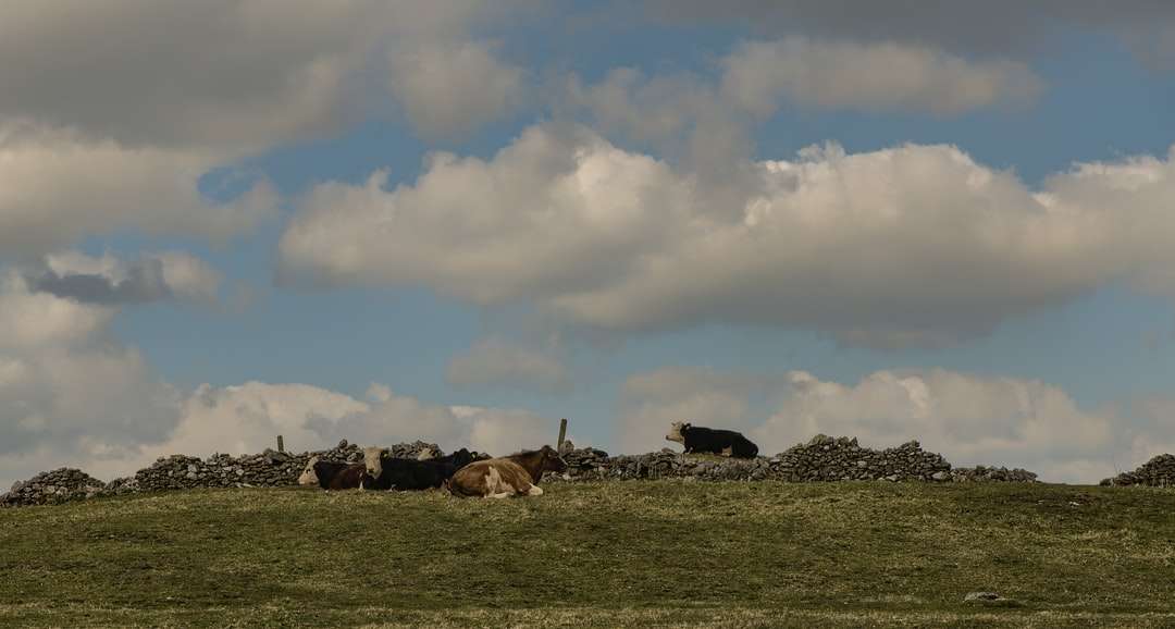 stado owiec na zielonej trawie polu pod zachmurzonym niebem puzzle online