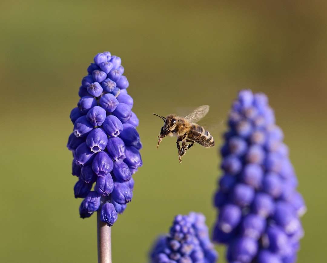 Brązowy i czarny pszczoła na niebieskim kwiacie puzzle online