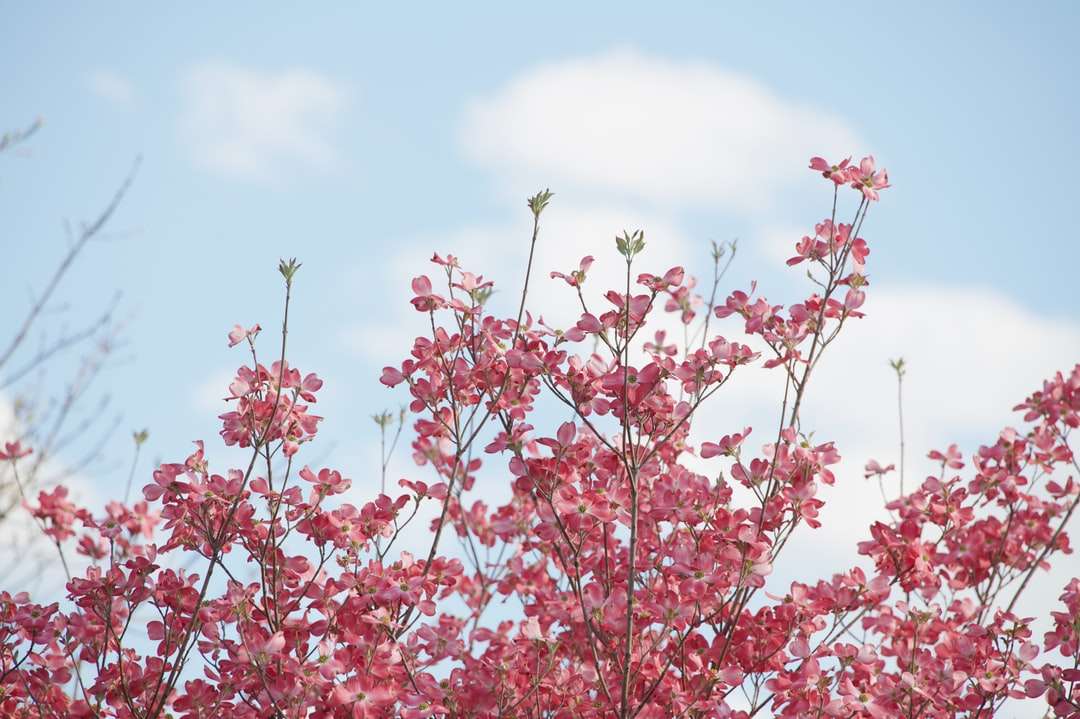 Czerwone kwiaty pod błękitnym niebem w ciągu dnia puzzle online
