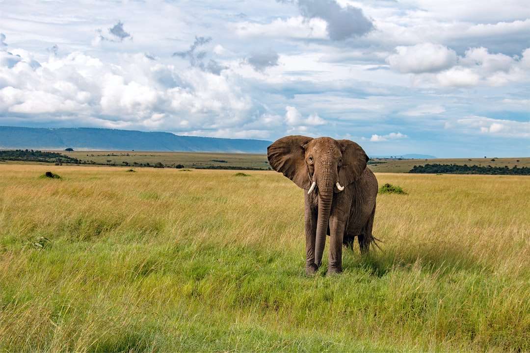 Brązowy słonia na polu zielonej trawy puzzle online