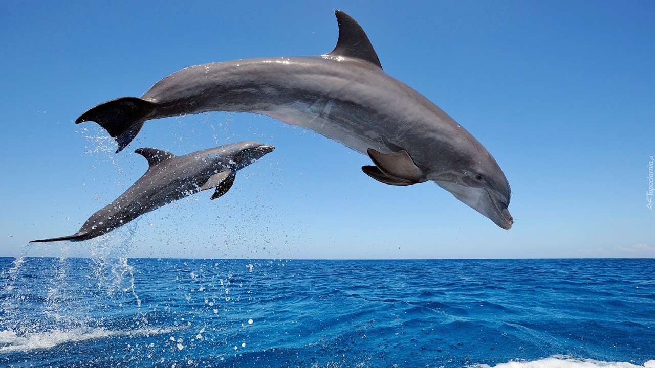 dwa delfinki puzzle online