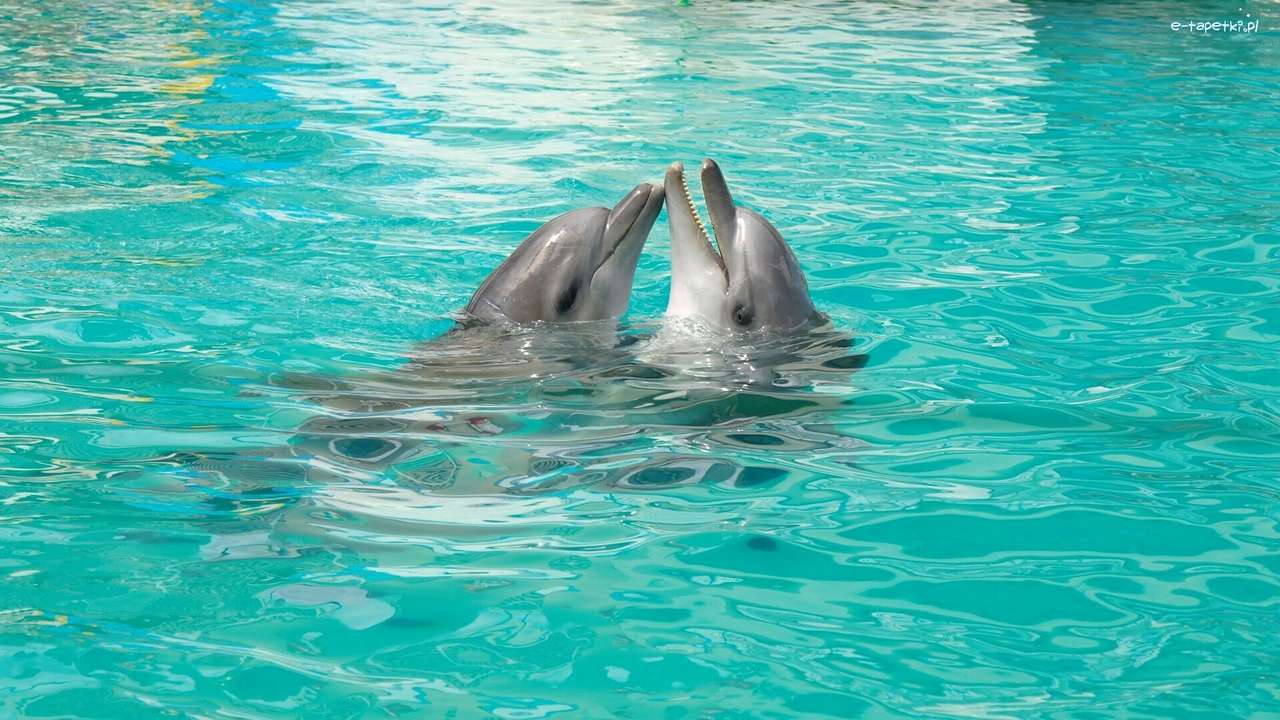 dwa delfinki w basenie puzzle online