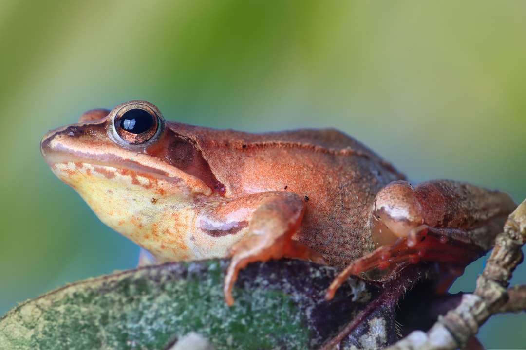 Brown żaba na zielonym mech w bliska fotografii puzzle online