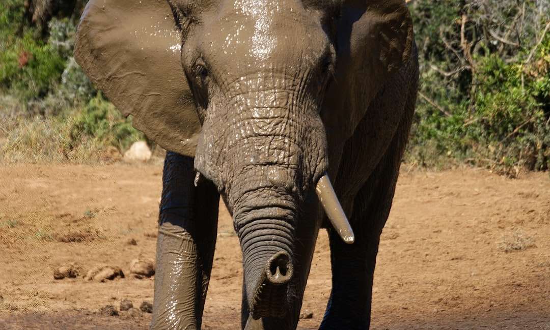 Szary słonia spaceru na brown glebie w ciągu dnia puzzle online